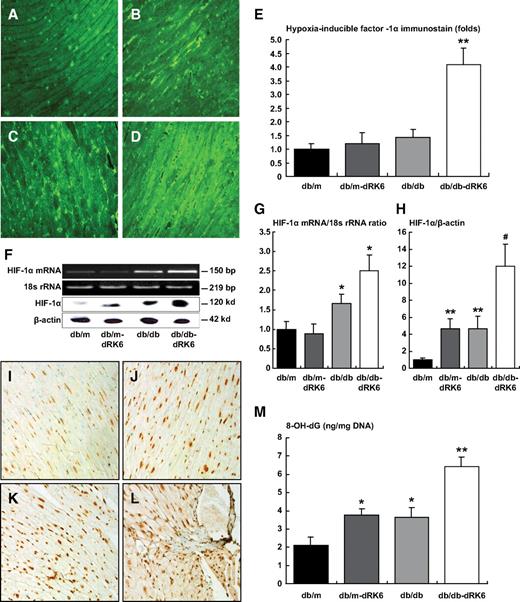 FIG. 6. Immunofluorescent staining for HIF-1α in the heart. Representative pictures illustrating expression in nondiabetic db/m (A), db/m-dRK6 (B), diabetic db/db (C), and db/db-dRK6 mice (D) in myocytes. Original magnification ×200. E: Quantitative assessment of HIF-1α immunoreactivity in the myocardial cells in diabetic db/db and nondiabetic db/m mice with or without dRK6 treatment. **P < 0.001 compared with the other groups. F: Expression of HIF-1α protein, mRNA, and 18s rRNA in the hearts of the study groups. Quantitative assessment of the expression of HIF-1α mRNA (G) and protein (H). *P < 0.05, **P < 0.01 compared with the other groups, #P < 0.01 compared with the db/db group; n = 4. Immunohistochemical expression of 8-OH-dG protein in myocardial cells. In diabetic db/db mice (K), 8-OH-dG protein is markedly accentuated in the myocardium (dark nucleus) compared with nondiabetic db/m and db/db-dRK6 mice (I and J, respectively). More prominent 8-OH-dG immunostaining is seen in the db/db-dRK6 mice compared with the diabetic db/db mice (L). Original magnification ×200. M: Quantitative assessment of 8-OH-dG levels in the DNA from the hearts. *P < 0.05, compared with db/m, **P < 0.01 compared with db/m and P < 0.05 compared with db/m-dRK6 and db/db; n = 4. (A high-quality color digital representation of this figure is available in the online issue.)