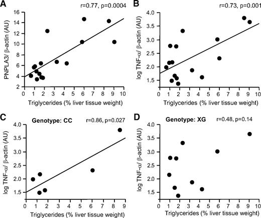 FIG. 4. Relationships of hepatic triglyceride content with mRNA expression of PNPLA3 (A) and TNF-α (B) in human liver tissue. Relationships between hepatic triglyceride content and mRNA expression of TNF-α in C allele homozygotes (C) and G allele carriers (D) of the SNP rs738409 C>G (Ile148Met) in PNPLA3.