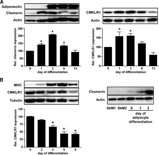 FIG. 1. Expression of chemerin and CMKLR1 in human skeletal muscle cells and adipocytes. A: Human adipocytes from different donors were differentiated for the indicated time, and total cell lysates were resolved by SDS-PAGE. Western blots for chemerin, adiponectin, and CMKLR1 as well as normalization for actin are shown. Data are the means ± SEM of three to four independent experiments. All data were normalized to the level of actin expression and are expressed relative to the expression level at day 0. *Significantly different from day 0. B: Skeletal muscle cells from different donors were differentiated for the indicated time, and total cell lysates were resolved by SDS-PAGE. Western blots for CMKLR1 and MHC as well as normalization for tubulin are shown. Data are the means ± SEM of three independent experiments. All data were normalized to the level of tubulin expression and are expressed relative to the expression level at day 0. The right panel shows that skeletal muscle cells from two different donors (SkM1 and SkM2) have no expression of chemerin compared with adipocytes harvested at day 0, 1, and 3 of differentiation. *Significantly different from day 0.