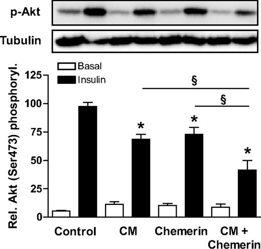 FIG. 6. Additive effect of chemerin and conditioned medium (CM) on insulin signaling in skeletal muscle cells. Skeletal muscle cells from different donors were incubated with chemerin, conditioned medium, or a combination of both overnight. After insulin stimulation, total cell lysates were resolved by SDS-PAGE and immunoblotted with a phosphospecific antibody for Akt and tubulin for loading control. Representative blots are shown. Data are the means ± SEM of three to four independent experiments. *Significantly different from respective basal; §significantly different from respective insulin-stimulated control.