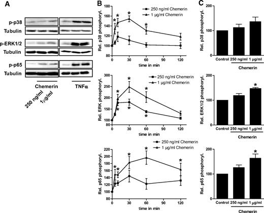 FIG. 7. Chemerin signaling in skeletal muscle cells. A: Skeletal muscle cells from different donors were cultured with chemerin for 30 min and as a control with 2.5 nmol/l TNF-α for 10 min. Total cell lysates were resolved by SDS-PAGE and immunoblotted with phosphospecific antibodies for p38 MAP kinase, the p65 subunit of NF-κB (p65), and ERK-1/2 and tubulin for loading control. Representative blots are shown. B: Skeletal muscle cells from different donors were cultured with chemerin for 10–120 min. Total cell lysates were resolved by SDS-PAGE and immunoblotted with phosphospecific antibodies for p38 MAP kinase, the p65 subunit of NF-κB (p65), and ERK-1/2 and tubulin for loading control. Data are the means ± SEM of four to five independent experiments. *Significantly different from unstimulated control. C: Skeletal muscle cells from different donors were cultured with different concentrations of chemerin for 24 h. Total cell lysates were resolved by SDS-PAGE and immunoblotted with phosphospecific antibodies for p38 MAP kinase, the p65 subunit of NF-κB (p65), and ERK-1/2 and tubulin for loading control. Data are the means ± SEM of four to five independent experiments. *Significantly different from unstimulated control.
