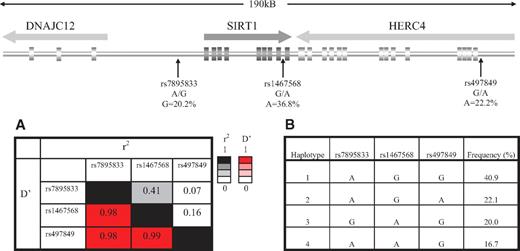 FIG. 1. Schematic representation of the SIRT1 gene with the localization of the three tagging SNPs. A: LD plot of the SNPs with estimates of r2 in the upper right corner and D′ in the left lower corner. B: Haplotype construction and observed frequencies of the haplotypes in the Rotterdam Study.