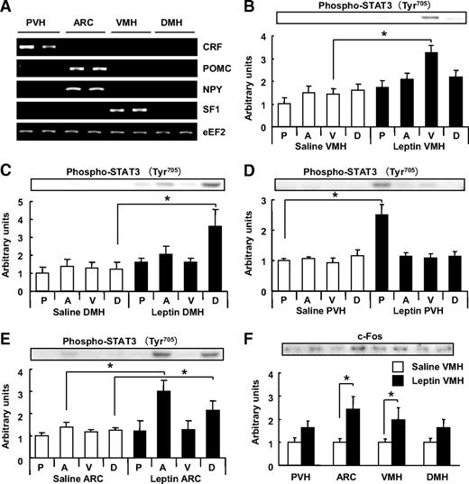 FIG. 3. Effects of leptin injection into medial hypothalamic nuclei on tyrosine phosphorylation of STAT3 and c-Fos expression. A: RT-PCR analysis of CRF, POMC, NPY, SF1, and eEF2 (loading control) mRNAs in the PVH, ARC, VMH, and DMH. Data are from two animals in a representative experiment. B–E: Immunoblot analysis of the phosphorylation of STAT3 on Tyr705 in the medial hypothalamic nuclei at 6 h after leptin injection into the VMH (B), DMH (C), PVH (D), or ARC (E). Leptin was injected into the right side of the hypothalamic nuclei, and the same side of the PVH (P), ARC (A), VMH (V), and DMH (D) was collected. Injection of saline into the VMH was used as a control. Figure shows separate saline controls for each nucleus. Representative blots of Tyr705-phosphorylated STAT3 are shown in the upper panels, and quantitative data (means ± SE) from four to six mice are shown in the lower panels. The amount of Tyr 705-phosphorylated STAT3 was normalized by that of total STAT3, and the normalized values were expressed relative to the corresponding value for the PVH of control mice. *P < 0.05 for the indicated comparisons. F: Immunoblot analysis of c-Fos expression in the medial hypothalamic nuclei after leptin injection into the VMH. The right side of the PVH, ARC, VMH, and DMH was collected at 6 h after injection of leptin or saline into the same side of the VMH. A representative blot is shown in the upper panel, and quantitative data (means ± SE) from four to six mice are shown in the lower panel. The amount of c-Fos was normalized by that of β-actin, and the normalized values were expressed relative to the corresponding value for the saline-injected control mice. *P < 0.05.