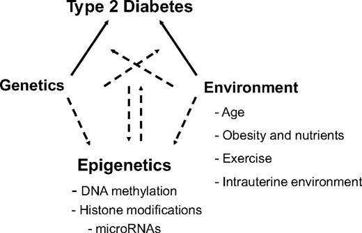 FIG. 1. Model proposing a role for epigenetic mechanisms in the pathogenesis of type 2 diabetes.