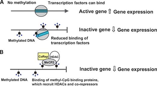 FIG. 2. Effects of DNA methylation on gene expression. A: Whereas low levels of DNA methylation at gene promoters have been proposed to generate active genes through increased binding of transcription factors, elevated DNA methylation at promoters may inhibit binding of transcription factors resulting in inactive genes. B: DNA methylation at gene promoters may also repress gene transcription via specific proteins that bind to methylated CpGs (methyl-CpG binding proteins, e.g., MeCP2), and these proteins may then recruit HDACs and transcriptional corepressors (e.g., NCoR), resulting in an altered chromatin structure and inactive genes.