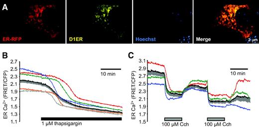 Roles of IP3R and RyR Ca2+ Channels in Endoplasmic Reticulum Stress and ...