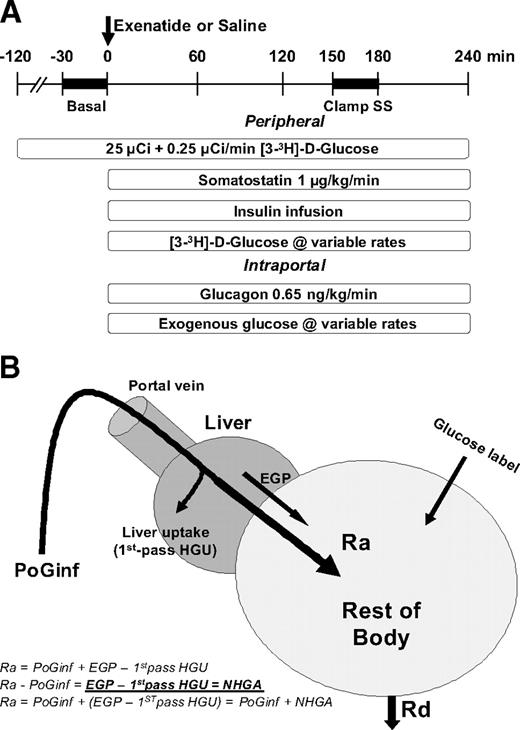 FIG. 1. A: Intraportal glucose infusion clamp. Basal and clamp SS indicate the steady state during the basal and clamp period, respectively. Porcine insulin was infused at either 0.75 (studies 1 and 2) or 0.15 mU · kg−1 · min−1 (study 3) to achieve postprandial hyperinsulinemia or maintain basal insulin levels. Exogenous glucose was given into portal vein to achieve systemic hyperglycemia (studies 1 and 3) or maintain systemic euglycemia (study 2). B: Calculation of NHGA. Glucose label indicates the constant and the variable tracer infusions.