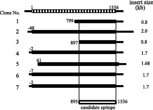 FIG. 1. Cloning of human amylase α-2A cDNAs from λTriplEx2 human pancreas cDNA library. Seven clones of human amylase α-2A cDNAs. Their lengths and 5′-ends are shown (A in ATG is designated as 1). The top bar indicates human amylase α-2A cDNA as reported by Wise et al. (17), and the common regions shared by all seven clones, from codons 299 to 512, are shown in the bottom bar.