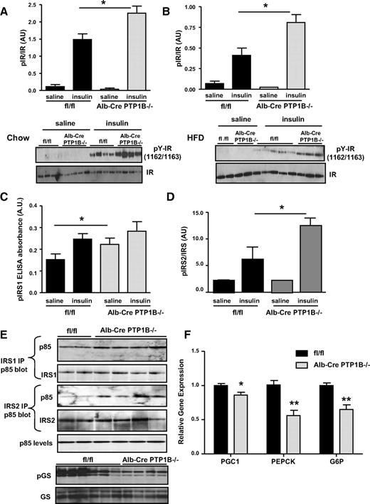 FIG. 4. Enhanced insulin sensitivity in Alb-Cre-PTP1B−/− mice. A and B: Insulin receptor phosphorylation on Y1162/1163 in livers of 18-week-old male mice on chow (A) or HFD (B) and injected with saline or insulin (10 mU/g i.p.). C: IRS-1 tyrosine phosphorylation in liver as measured by ELISA in 18-week-old mice on HFD. D: IRS-2 tyrosine phosphorylation in liver of 18-week-old mice on HFD, quantified by IRS-2 immunoprecipitation and anti-phosphotyrosine immunoblotting. Bar graphs represent pooled, normalized data to total amount of IRS protein (arbitrary units [AU]) from Alb-Cre-PTP1B−/− and fl/fl mice (n = 6–8 per group). Data (A–D) were analyzed by one-way ANOVA, followed by a Tukey's multiple comparison test (*P < 0.05). E: IRS-1 and IRS-2 were immunoprecipitated from liver lysates (18-week-old mice on HFD) and immunoblotted for the p85 regulatory subunit of phosphatidylinositol 3-kinase. Liver lysates from 18-week-old mice on HFD were also immunoblotted for total levels of p85, phospho-glycogen synthase (GS), and glycogen synthase. F: Relative expression of PGC1, PEPCK, and G-6-Pase mRNAs, normalized against 18S mRNA levels, measured by quantitative real-time PCR in livers from fasted male Alb-Cre-PTP1B−/− (n = 6) and fl/fl control mice (n = 6) fed HFD for 18 weeks. Results are the means ± SE; data were analyzed using a two-tailed Student's t test (*P < 0.05, **P < 0.01).