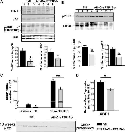 FIG. 6. Alb-Cre-PTP1B−/− mice are resistant to HFD-induced ER stress. A and B: Liver lysates from mice fed HFD for 18 weeks were analyzed by immunoblotting for p38 MAPK, JNK, PERK, and eIF2α phosphorylation. Blots were stripped and re-probed with total p38 antibodies. JNK, PERK, and eIF2α levels could not be assessed on re-probes, so the same samples were resolved on a parallel gel and immunoblotted for total levels. All immunoblots were quantified by densitometry (Image J). Bar graphs represent pooled data (% difference from control) from Alb-Cre-PTP1B−/− and fl/fl mice. C: Expression of CHOP mRNA at 5 and 18 weeks HFD (C) XBP1 at 18 weeks HFD (D) were measured by quantitative real-time PCR and normalized to 18S expression in livers from Alb-Cre-PTP1B−/− (n = 6) and fl/fl control mice (n = 6). Liver lysates from mice fed HFD for 18 weeks were also analyzed by immunoblotting for total levels of CHOP protein, and these blots are included in C. Results represent the means ± SE, and significance was assessed by two-tailed Student's t test (*P < 0.05, **P < 0.01).