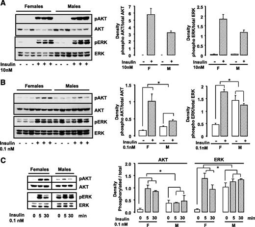 FIG. 2. Increased insulin-stimulated Akt and ERK activation in female adipocytes. Adipocytes from PG fat isolated from male and female mice were treated with or without 10 nmol/l (A) or 0.1 nmol/l (B and C) insulin for 5 (A–C) or 30 min (C). Cell lysates were run on SDS-PAGE and subjected to Western blot analysis using antibodies directed against phosphorylated (pAkt Ser473, pERK Thr202/Tyr204) or total Akt and ERK. Each lane represents a pool of adipocytes from three to four mice. The data were also quantified by densitometric scanning of the autoradiographs (n = 2). *P < 0.05-fold stimulation females versus males.