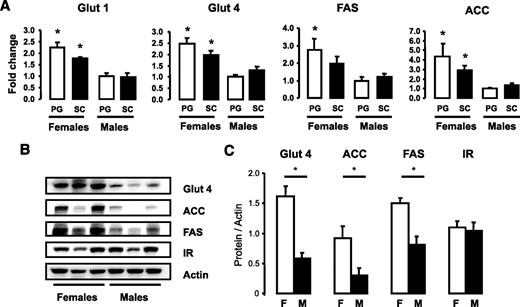FIG. 3. Female adipocytes have increased mRNA protein expression of lipid and glucose metabolism genes. Adipocytes from PG and SC fat isolated from male and female mice were lysed by homogenization using a denaturing guanidine-thiocyanate–containing buffer, mRNA was extracted, and quantitative real-time PCR was performed (A). Gene expression for GLUT1, GLUT4, FAS, and ACC mRNAs were normalized against the expression of TATA-binding protein. B: Proteins from similar adipocyte isolates were extracted and subjected to SDS-PAGE and Western blotted with antibodies to each of these proteins. Actin was used as a control for protein loading. Each lane represents a pool of adipocytes from three to four mice. C: The data were quantified by densitometry of immunoblots (n = 3) and normalized against actin. *P < 0.05.