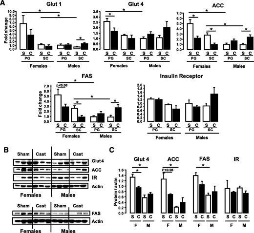 FIG. 5. Castration reverses gene expression patterns in male and female adipocytes. Male and female mice were castrated (C) or sham operated (S). Six weeks after surgery, adipocytes from PG and SC fat were isolated, mRNA was extracted, and quantitative real-time PCR was performed (A). Gene expression for metabolic genes was assessed and normalized against the expression of TATA-binding protein. B: Proteins from similar cells were subjected to SDS-PAGE and Western blot with the respective antibodies. Actin was used as a control for protein loading. C: Quantitation of the proteins was achieved by densitometry normalized by the values for actin. *P < 0.05. IR, insulin receptor.