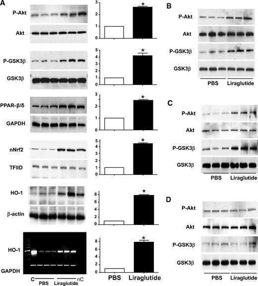 FIG. 3. Effects of liraglutide pretreatment on levels of cardiac genes and proteins. The expression of genes/proteins before left anterior descending ligation is analyzed in liraglutide-treated hearts. A: Representative Western blots for wild-type mice treated with LIR 200 as outlined in supplemental Fig. 1 (available in the online appendix). Corresponding densitometric quantification (n = 6/group) of fold changes in phosphorylation of prosurvival kinases Akt and GSK3β and in expression of PPAR-β/δ, Nrf2, and HO-1 are shown in the top five panels. The bottom panel depicts a representative agarose gel (n = 6/group) showing HO-1–specific mRNA levels by RT-PCR. Data shown are means ± SE; *P < 0.05. B–D: Representative Western blot analysis of cardiac prosurvival kinases in LIR 75–treated wild-type (B), LIR 75–treated Glp1r+/+ littermate controls (C), and LIR 75–treated Glp1r-/- (D) mice, respectively.