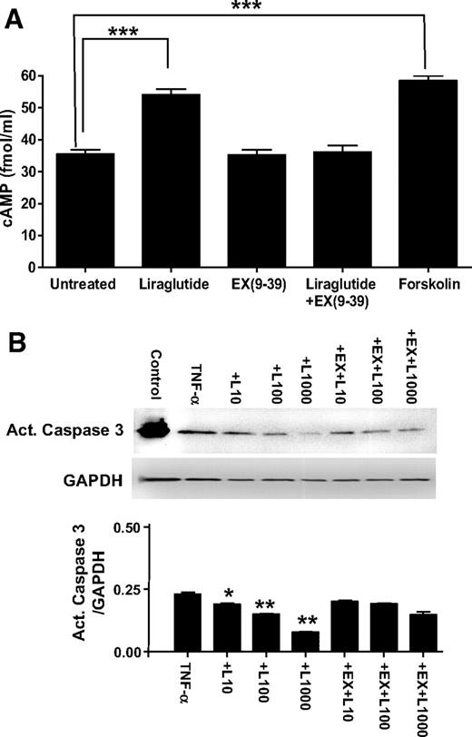 FIG. 6. Liraglutide induces cAMP formation and reduces caspase-3 activation in murine cardiomyocytes in vitro. A: Liraglutide (100 nmol/l) increases cAMP formation in cultured neonatal cardiomyocytes. The actions of liraglutide were abolished by the GLP-1R antagonist exendin9–39. ***P < 0.001. B: Liraglutide (L: 10–1,000 nmol/l) reduced TNF-α–induced activation of caspase-3 in a dose-dependent manner in cultured neonatal mouse cardiomyocytes. Cotreatment with exendin9–39 (Ex: 10 μmol/l) abolished the protective effects of liraglutide. Positive control represents treatment of cells with the potent apoptosis-inducing agent H2O2. Data shown are means ± SE; *P < 0.01 and **P < 0.001 versus cultures only treated with TNFα.