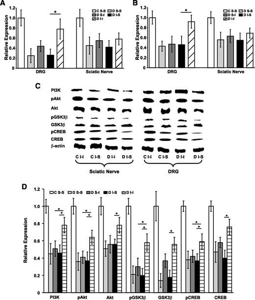 FIG. 4. Quantitative RT-PCR identified marked downregulation for PI3K (A) and Akt (B) mRNA in DRG and sciatic nerve from diabetic mice with protection in diabetic I-I mice in DRG but not in sciatic nerve. Downregulation of PI3K, Akt, and pAkt mRNA in diabetic DRG neurons was complemented by downregulation of CREB, pCREB, GSK3β, and pGSK3β protein within diabetic DRGs (C). Quantification of three Western blots for each mouse cohort identified downregulation of each of PI3K, Akt, pAkt, CREB, pCREB, GSK3β, and pGSK3β protein for all diabetic DRG (D) with partial protection in diabetic I-I mice. An asterisk indicates a significant difference (P < 0.0125 after Bonferroni corrections) between groups indicated by horizontal bars (nonmatched ANOVA tests; F-values range between 1.22 and 6.74 for indicated groups and time points; df = 2,3; n = 5–6). All diabetes values were significantly less than nondiabetes values (significance not visually demonstrated). C, control; D, diabetic; S-I, subcutaneous insulin; I-I, intranasal insulin; S-S, subcutaneous saline.
