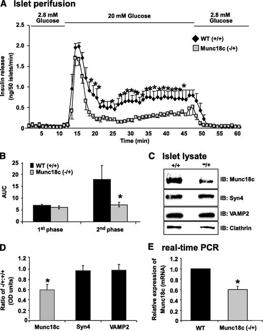 FIG. 1. Islets from Munc18c (−/+) mice have significantly impaired second-phase insulin secretion. Islets isolated from wild-type (WT) or Munc18c (−/+) mice were handpicked into groups of 50 and layered onto cytodex bead columns for parallel perifusion analysis. A: Islets were first preincubated for 30 min in low glucose (2.8 mmol/l), followed by basal sample collection (1–10 min) at low glucose to establish a baseline. Glucose was then elevated to 20 mmol/l for 35 min and subsequently returned to low glucose for 15 min. Eluted fractions were collected at 1-min intervals at a flow rate of 0.3 ml/min and insulin secretion was determined by radioimmunoassay. B: Quantitation of the area under the curve (AUC) for first-phase (11–17 min) and second-phase (18–45 min) insulin secretion from islets isolated from WT and Munc18c (−/+), normalized to baseline as described previously (8,35). C: Approximately 150 islets were solubilized in SDS sample buffer and resolved on 12% SDS-PAGE for immunoblotting (IB). D: Optical density scanning quantitation was used to derive the band density for each WT band, which was used to normalize that of Munc18c (−/+) bands in each experiment, and all bands were normalized to Clathrin. Data shown are the average ± SE of three to four independent sets of islets (*P < 0.05). E: Munc18c mRNAs from islets of WT (+/+) or Munc18c (−/+) mice were quantitated using real-time PCR. All Munc18c mRNA levels were normalized to GAPDH. Data represent the mean ± SE of three independent sets of islets (*P < 0.05).
