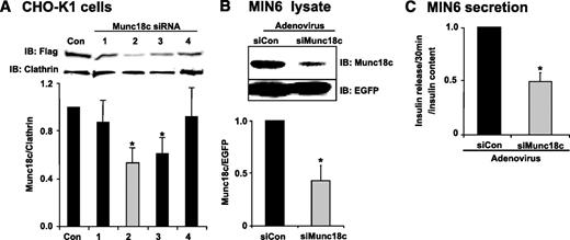 FIG. 2. RNAi-mediated Munc18c depletion recapitulates the loss of function observed in Munc18c (−/+) islets. A: Four Munc18c shRNA constructs and a noncoding control construct were each co-electroporated with pcDNA3-flag-Munc18c into CHO-K1 cells and detergent cell lysates prepared 48 h later to determine the efficiency of protein depletion achieved by each. Lysates were subjected to 10% SDS-PAGE for immunoblotting with anti-Flag and anti-clathrin (loading control) antibodies. Optical density scanning quantitation was used to derive the band density for each clathrin band, which was used to normalize that of Flag (Munc18c) bands in each experiment, and the mean ± SE of at least four independent sets of islets were determined (*P < 0.05). B: MIN6 cells transduced with siCon or siMunc18c adenoviruses, and after a 48-h incubation, cell lysates were prepared for use in anti-Munc18c immunoprecipitation and immunoblotting to detect knockdown efficiency. Anti-EGFP immunoblotting was used to indicate transduction efficiency and for normalization of Munc18c band densities in greater than three independent experiments (*P < 0.05). C: After a 48-h incubation following transduction by adenovirus, MIN6 cells were preincubated in MKRBB for 2 h and either left unstimulated or were stimulated with 20 mmol/l glucose for 30 min. Secreted insulin was measured by radioimmunoassay. Data shown are the means ± SE from three independent experiments (*P < 0.05).