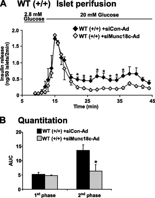 FIG. 3. RNAi-mediated depletion of Munc18c from MIN6 cells inhibits glucose-stimulated insulin release. A: Islets freshly isolated from wild-type (WT) mice were immediately transduced with siCon-Ad or siMunc18c-Ad adenovirus for 1 h, after which islets were washed and incubated for 40 h in RPMI medium. Evenly transduced GFP+ islets were handpicked under a fluorescence microscope into groups of 50 and layered onto cytodex bead columns for paired (siCon versus siMunc18c) perifusion analyses, as described in Fig. 1. Data represent the mean ± SE for three independent perifusion studies using different islet preparations (*P < 0.05). B: Quantitation of the area under the curve (AUC) for first-phase (11–17 min) and second-phase (18–45 min) insulin secretion from WT islets transduced with siCon-Ad and siMunc18c-Ad. Data represent the mean ± SE for three independent experiments (*P < 0.05).