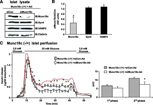 FIG. 4. Dose-dependent depletion of Munc18c corresponds to graded reduction of second-phase insulin release. Islets were isolated from Munc18c (−/+) mice and immediately transduced at MOI = 100 with siCon-Ad or siMunc18c-Ad for 1 h at 37°C. Islets were cultured for 40 h, after which GFP-expressing islets were handpicked under a fluorescent microscope for Western blot analysis (A) and optical density scanning thereof to determine level of knockdown (B), and for perifusion analysis (C), as described previously in Fig. 1A. Data represent the mean ± SE of three independent perifusion studies using different islet preparations (*P < 0.05). A trace from wild-type islets (red line) transduced with siCon-Ad is shown for comparison purposes. Quantitation of the area under the curve (AUC) for first-phase (11–17 min) and second-phase (18–45 min) insulin secretion from islets transduced with siCon-Ad and siMunc18c-Ad, normalized to baseline, is shown. Data represent the mean ± SE for three independent experiments (*P < 0.05 vs. siCon-Ad). IB, immunoblotting. (A high-quality digital representation of this figure is available in the online issue.)