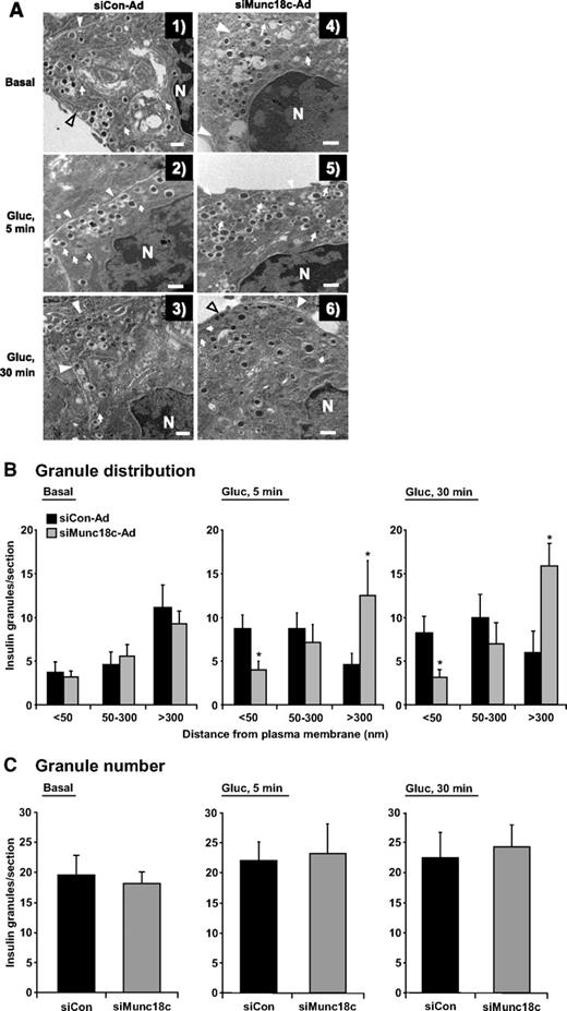 FIG. 5. Munc18c depletion alters insulin granule distribution. A: Transmission electron microscopy of MIN6 cells transduced with siCon-Ad (panels 1–3) or siMunc18c-Ad (panels 4–6) adenoviral particles. Cells were incubated for 48 h and then placed in glucose-free MKRBB for 2 h and subsequently stimulated with 20 mmol/l glucose (Gluc) for 5 min (panels 2 and 5) or 30 min (panels 3 and 6), or left unstimulated (basal, panels 1 and 4) and fixed for electron microscopy as described in research design and methods. Arrows indicate the presence of viral particles; arrowheads denote the plasma membrane. Bar = 500 nm. B: Distribution of insulin granules in siCon-Ad– and siMunc18c-Ad–transduced cells. Criteria for inclusion were presence of viral particles, clear demarcation of the plasma membrane, and presence of nucleus in each field tabulated. Insulin granule distance from the plasma membrane was tabulated for siCon and siMunc18c electron micrographs from 48 randomly selected MIN6 cells, with a total of 1,063 granule distances measured and grouped into categories based on the distance from the plasma membrane (*P < 0.05 vs. siCon-Ad). C: Total granule number per field/section in siCon-Ad–and siMunc18c-Ad–transduced cells under each condition was quantified.