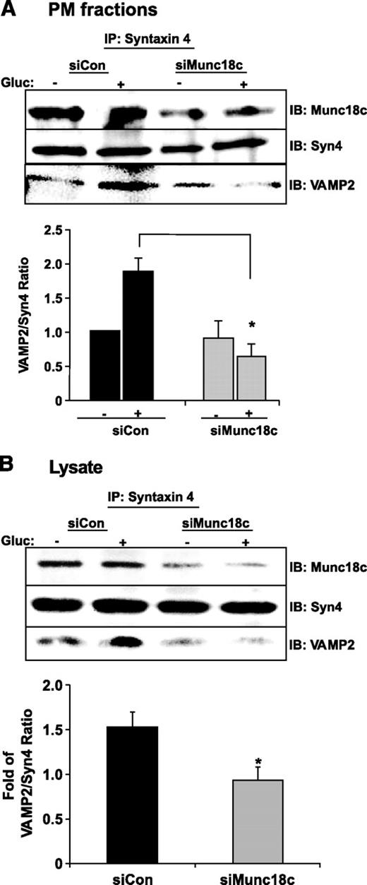 FIG. 6. Munc18c depletion correlates with decreased Syntaxin 4–VAMP2 association. MIN6 cells transduced with siCon-Ad or siMunc18c-Ad were placed in glucose-free MKRBB for 2 h for subsequent stimulation with 20 mmol/l glucose for 5 min and immediately subjected to subcellular fractionation to obtain plasma membrane fractions (A) or detergent lysis to obtain cleared detergent cell lysates for subsequent use in anti–Syntaxin 4 immunoprecipitation (IP) reactions (B). Immunoprecipitated proteins were resolved on 12% SDS-PAGE for immunodetection of Munc18c, Syntaxin 4 (Syn4), and VAMP2. Data represent the mean ± SE of three to five independent sets of fractions or lysates. *P < 0.05 vs. siCon-Ad. Gluc, glucose; IB, immunoblotting.