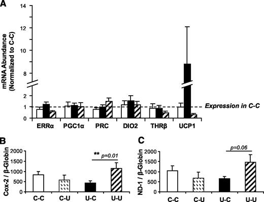 FIG. 3. A: Gonadal fat expression of genes related to mitochondrial biogenesis and thermogenesis by RT-PCR. *P < 0.05 vs. CC. mRNA abundance is normalized to expression of the housekeeping gene cyclophilin. Gene expression in the C-C group is set as 1. B: Abundance of the mitochondrial-encoded gene Cox-2 relative to the nuclear-encoded gene β-globin in gonadal fat pads. The relative proportion of Cox-2 to β-globin is proportional to the amount of mitochondrial DNA per cell. *P < 0.05. C: Abundance of the mitochondrial-encoded gene ND-1 relative to the nuclear-encoded gene β-globin in gonadal fat pads. The relative proportion of ND-1 to β-globin is proportional to the amount of mitochondrial DNA per cell. , C-U; ■, U-C; ▨, U-U.
