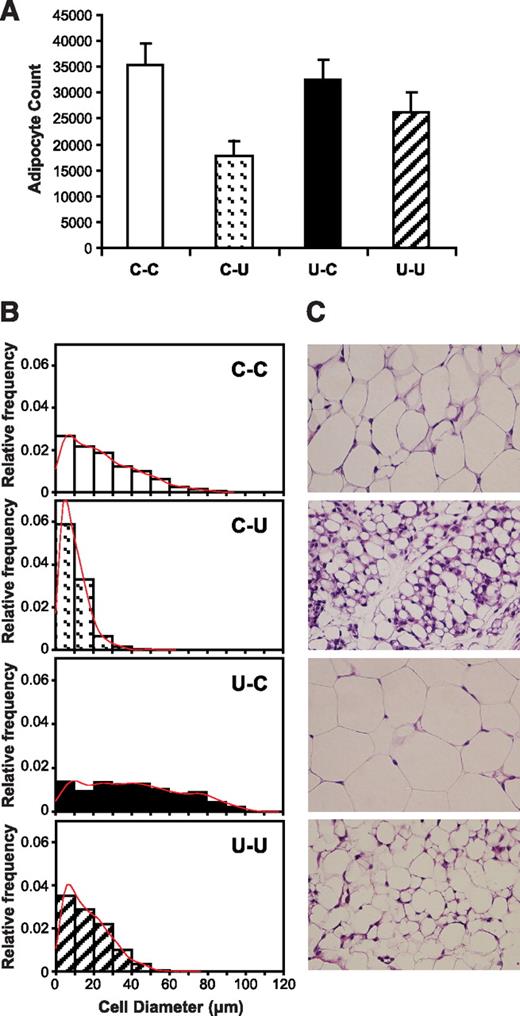 FIG. 5. A: Quantitation of osmium-fixed adipocytes per gonadal fat depot. *P < 0.05 vs. C-C. B: Distribution of adipocyte diameter (microns) in gonadal fat depots; data obtained by image analysis of histologic sections. C: Histologic sections of formalin-fixed gonadal adipose tissue, hematoxilin and eosin stained, shown at ×600 magnification. Note the small, multiloculated adipocytes in C-U and the increased adipocyte diameter in U-C. (A high-quality digital representation of this figure is available in the online issue.)