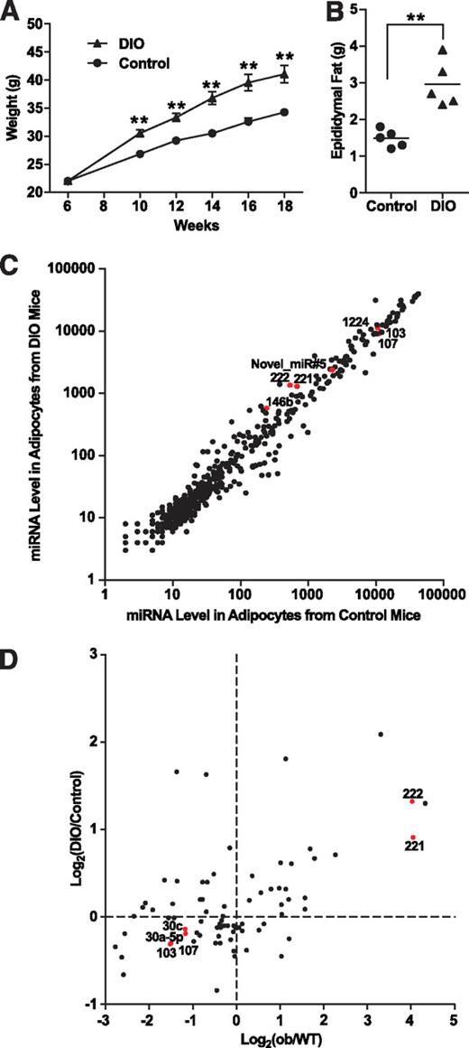 FIG. 3. miRNA expression profiling in adipocytes from control and DIO mice. A: Weight of control and DIO mice (n = 5). DIO mice were fed with a 55% high-fat diet starting from week 6 to week 18. Controls were fed with a normal diet. Data are expressed as means ± SE. **P < 0.01. B: Weight of epididymal fat pads from control and DIO mice (n = 5) at week 18. **P < 0.01. C: Intensity scatter plot showing comparison of miRNA profiles in adipocytes from control and DIO mice. Mirtron miR-1224, Novel_miR#5 (novel miRNA cloned from bovine adipose tissue described in the text), and some miRNAs used in our detailed analyses are highlighted in red and indicated by a label. D: Scatter plot showing the positive correlation of miRNA regulation in two disease models for obesity: ob/ob and DIO mice. A total of 78 miRNAs, whose levels are above the mean expression of all miRNAs in at least one of the four samples (enriched adipocytes from wild-type [WT], ob/ob, control, and DIO mice), are shown. Fold-changes are based on array results and plotted in a log2 scale. Some miRNAs used in our detailed analyses are highlighted in red and indicated by a label. Pearson's correlation coefficient: r = 0.51, P < 0.0001.