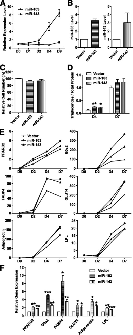 FIG. 6. Ectopic expression of two adipocyte-induced miRNAs, miR-103 or miR-143, accelerates adipogenesis. A: miR-103 and miR-143 are induced during 3T3-L1 adipogenesis. miRNA expression levels are measured by RT-PCR, normalized to internal control and plotted relative to their respective levels in preadipocyte (day 0). Data are expressed as mean ± SE (n = 3). B: Expression level of miR-103 or miR-143 in infected and sorted cells compared with vector control. Data are expressed as mean ± SE (n = 3). C: Ectopic expression of miR-103 or miR-143 has little effect on 3T3-L1 cell growth by MTT assay. Data are expressed as mean ± SE (n = 6). D: Ectopic expression of miR-103 or miR-143 increases triglyceride accumulation at day 4 (D4) but not day 7 (D7). Triglycerides are normalized to total protein and plotted relative to the level of the control cells expressing vector alone at D7. Data are expressed as mean ± SE (n = 6). **P < 0.01, *P < 0.05. E: Ectopic expression of miR-103 or miR-143 hastens expression of adipogenic markers at an early stage (days 2 and 4) of adipogenesis. mRNA levels are measured by RT-PCR, normalized to internal control and plotted relative to their respective levels at day 2 (D2). Data are expressed as mean only (n = 3). PPARG2, peroxisome proliferator-activated receptor γ 2; G0s2, G0/G1 switch 2; FABP4, fatty acid binding protein 4; GLUT4, glucose transporter 4; LPL, lipoprotein lipase. F: Ectopic expression of miR-103 or miR-143 hastens expression of adipogenic markers at day 2 (D2). Data are expressed as mean ± SE (n = 4). ***P < 0.001, **P < 0.01, *P < 0.05 by one-sample Student's t test.