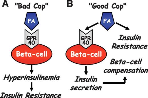 FIG. 1. Two alternative hypotheses on the mechanisms behind lipid-induced insulin resistance and β-cell compensation. A: According to Steneberg et al. (9), the GPR40-mediated increase in insulin secretion in response to high-fat diet causes insulin resistance. B: In contrast, previous reports (12,13,15) and the findings of Nagasumi et al. (3) suggest that the lipid-induced GPR40-mediated increase in insulin secretion contributes to β-cell compensation for insulin resistance. FA, fatty acid.