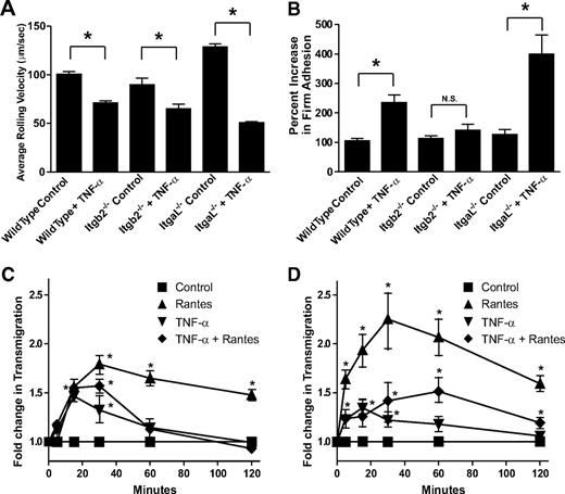 FIG. 4. Genetic deficiency of Itgb2 but not ItgaL blunts NOD/LtJ T-cell firm adhesion under hydrodynamic flow conditions. CD3 T-cells were isolated from either diabetic wild-type, Itgb2−/− null, or ItgaL−/− null NOD/LtJ mice and perfused over either unstimulated or TNF-α–stimulated (10 ng/ml) islet microvascular endothelial cells at physiological shear stress. A: The average rolling velocity of the different T-cells on unstimulated or TNF-α–stimulated islet endothelial cells. B: The percent increase in T-cell firm adhesion to either unstimulated or TNF-α–stimulated islet endothelial cells. CD3 T-cells from diabetic wild-type and ItgaL null mice were evaluated for their ability to transmigrate across either unstimulated or TNF-α–stimulated islet endothelial cells toward a chemotactic gradient of RANTES (100 ng/ml). C: Wild-type diabetic NOD/LtJ T-cell transmigration. D: ItgaL−/− null NOD/LtJ T-cell transmigration. *P < 0.01, n = 8.