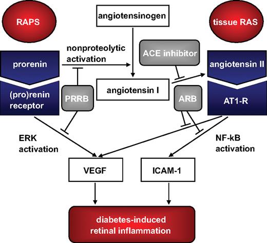 FIG. 8. A scheme showing the significant involvement of the RAPS with the pathogenesis of diabetes-induced retinal inflammation.