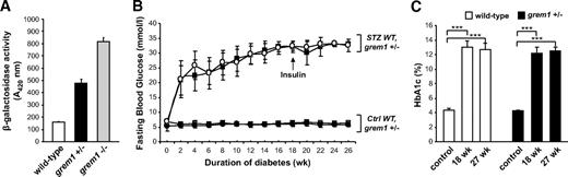 FIG. 1. Induction of type 1 diabetes in wild-type (WT) and grem1+/− mice. A: grem1 promoter activity was examined in embryonic fibroblasts from embryonic day 13.5 mouse embryos. Lysates from wild-type (+/+), grem1+/−, or grem1−/− cells were assayed for β-galactosidase activity as described. Results are representative of four experiments carried out in duplicate. B: Wild type and grem1+/− mice were injected intraperitoneally with either citrate buffer (control [ctrl]) or 50 mg/kg STZ for 5 consecutive days (week 0) according to established procedures (research design and methods). Fasting blood glucose levels were monitored biweekly for 27 weeks using a glucometer and a drop of blood from the tail vein. Significant increases in blood glucose levels developed in both groups after 2 weeks (P < 0.001, n = 10–12 mice per group) and were maintained over the 27 weeks study time course. □, wild-type control; ●, grem1+/− control; ■, wild-type diabetic; ○, grem1+/− diabetic. C: Whole blood was collected via cardiac puncture at time of sacrifice in both cohorts of mice. Percent A1C was assessed via ELISA as described in research design and methods. A significant increases in percent A1C were detected in both cohorts at 18 and 27 weeks of diabetes (mean ± SE). ***P < 0.001, using one-way ANOVA and Tukey-Kramer multiple comparison test, n = 6–11 in each group.