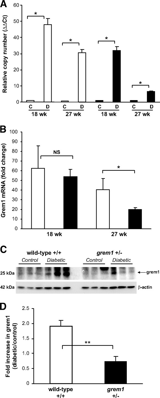 FIG. 2. Diabetes-mediated induction of grem1 expression is attenuated in grem1+/− mice. A: Total RNA was extracted from renal poles of control (C) and diabetic (D) wild-type (□) and grem1+/− (●) mice at each time point indicated. A quantitative TaqMan PCR was performed using mouse grem1 specific oligonucleotides as described. ΔΔCt values were calculated by subtracting the Ct values for the 18S control from the corresponding grem1 value obtained in the same tube, and altered mRNA levels were then calculated by setting the control in each age-group to 1. Data are plotted as mean ± SE. *P < 0.05, Student's unpaired t test, n = 4–6 for each group. B. Fold change in grem1 mRNA was calculated by dividing the ΔΔCt value for diabetic mice by the mean of the corresponding age-matched control group. Data are plotted as mean fold change ± SE. *P < 0.05, Student's unpaired t test, n = 4–6 per group. C: Protein extracts (20 μg) from control and diabetic wild-type and grem1+/− renal poles were probed by Western blot with grem1 antibody (R&D Systems) and β-actin (Sigma). An approximately 25-kDa band corresponding to grem1 was detected. D: Densitometry was performed using Scion Image software, and the intensity of grem1 expression was normalized to the β-actin loading control. Data were then plotted as diabetic/control fold change for both wild-type and grem1+/− mice. **P < 0.01, Student's t test, n = 3.