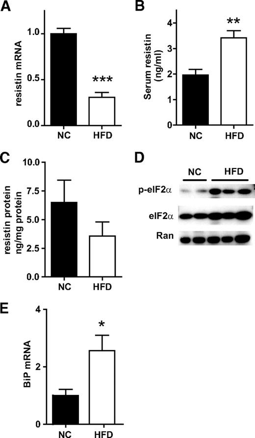 FIG. 2. Reduced resistin levels in EWAT of obese mice are associated with markers of ER stress. All data are from male C57Bl/6 mice fed NC (n = 5) or HFD (n = 5) for 30 weeks to induce obesity. A: Resistin mRNA levels in EWAT. Data were normalized to the house-keeping gene Arbp/36b4 and presented as mean ± SE. B: Serum resistin levels after 30 weeks of diet. C: Resistin protein levels in EWAT, measured with ELISA in tissue homogenates, and normalized to the total protein concentration of each homogenate. Data are presented as nanogram resistin per milligram total protein, mean ± SE. D: Western blot demonstrating the phosphorylation status of Eukaryotic translation initiation factor 2a (eIF2α) in representative animals selected at random from the NC and HFD groups. Total eIF2α and Ran were used as loading controls. E: mRNA levels of the ER chaperone BiP measured in EWAT. Data were normalized to the house-keeping gene Arbp/36b4 and are presented as mean ± SE. *P < 0.05, **P < 0.01, ***P < 0.001.