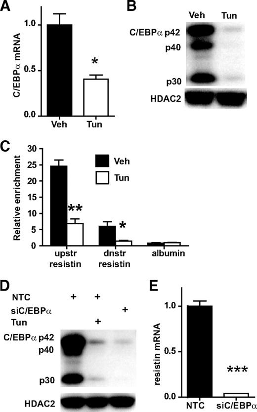 FIG. 4. Downregulation of C/EBPα by ER stress decreases resistin expression. A and B: Endoplasmic reticulum stress induced by treatment with 5 μg/ml tunicamycin for 24 h leads to downregulation of C/EBPα mRNA and protein compared with vehicle control. Gene expression data are presented as mean ± SE, n = 3. C/EBPα protein levels were assayed by Western blotting, and HDAC2 served as a loading control. C: Endoplasmic reticulum stress reduces C/EBPα recruitment to resistin at a downstream site at the known C/EBPα binding site at −50 bp relative to the transcription start site (TSS), and at a site located ∼9 kb upstream of the TSS. Mature adipocytes were treated as in A, and recruitment was measured by ChIP-QPCR. A region at the TSS of albumin was used as negative control for C/EBPα recruitment. Enrichment was normalized to a site on the Arbp/36b4 gene were C/EBPα does not bind. Data are presented as mean ± SE of three independent ChIP experiments. D: C/EBPα knockdown (siC/EBPα) mimics the effects of ER stress on resistin expression. Mature adipocytes, electroporated with C/EBPα or nontarget control (NTC) siRNA oligos, were treated with vehicle or 5 μg/m tunicamycin for 24 h. Efficiency of siC/EBPα was assayed by Western blot and compared with NTC in the presence or absence of 5 μg/m tunicamycin. HDAC2 was used as a loading control. E: Resistin mRNA levels were measured in vehicle-treated treated C/EBPα kd or NTC cells by QPCR and normalized to Arbp/36b4. Data are presented as mean ± SE, n = 3. *P < 0.05, **P < 0.01, ***P < 0.001.