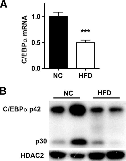 FIG. 5. C/EBPα is downregulated in EWAT of obese mice. All data were derived from EWAT of the same animals as in Fig. 1, NC (n = 5) or HFD (n = 5). A: C/EBPα mRNA levels normalized to Arbp/36b4 and are presented as mean ± SE. B: C/EBPα protein levels were measured by Western blotting in EWAT of two randomly selected animals per group. HDAC2 was used as a loading control. ***P < 0.001.