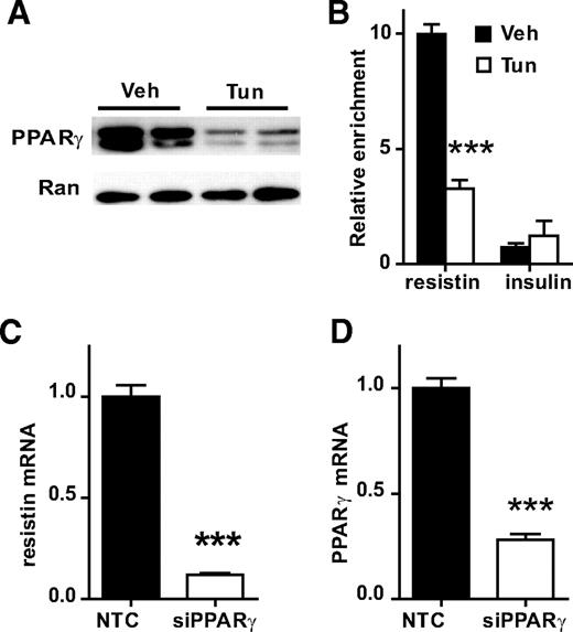 FIG. 6. Downregulation of PPARγ contributes to the effects of ER stress on resistin expression. A: PPARγ protein levels were measured by Western blotting in mature adipocytes treated with vehicle or 5 μg/ml tunicamycin for 24 h. Ran was used as a loading control. B: Endoplasmic reticulum stress decreases recruitment of PPARγ at a binding site near the resitin gene. ChIP-QPCR was performed as in Fig. 4C. A region at the insulin gene was used as negative control for PPARγ recruitment. Data are presented as mean ± SE of three independent ChIP experiments. C: PPARγ knockdown (siPPARγ) can mimic the effects of ER stress on resistin. Mature adipocytes were electroporated with PPARγ (siPPARγ) or NTC siRNA oligos. Resistin mRNA levels were measured 48 h later by QPCR and normalized to Arbp/36b4. D: Efficiency of PPARγ knockdown was assayed by QPCR. C and D: Data are presented as mean + SE of three replicates. ***P < 0.001.