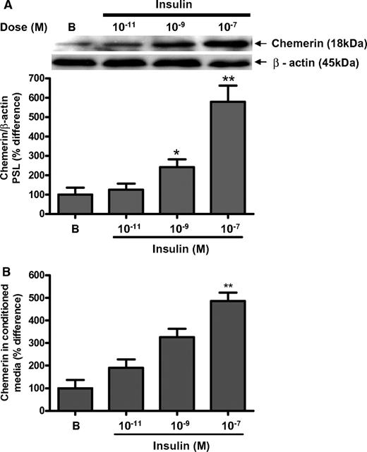 FIG. 3. A: Dose-dependent effects of insulin (10−11 M, 10−9 M, 10−7 M) in the presence of 5 mmol/l d-glucose on chemerin net protein production in control human omental adipose tissue explants at 24 h were assessed by Western blotting. Western blot analysis of protein extracts from omental adipose tissue demonstrate that the antibody against chemerin and the antibody against β-actin recognized bands with apparent molecular weights of 18 kDa and 45 kDa, respectively (Fig. 3A, inserts). Densitometric analysis of chemerin immune complexes having normalized to β-actin, respectively, revealed that protein levels of chemerin were significantly increased by insulin (10−9 M, 10−7 M) in control human omental adipose tissue explants. Data are expressed as percent difference of median of basal. Each experiment was carried out with six different samples from six different subjects in three replicates. Group comparison by Friedman's ANOVA and post hoc Dunn's test. *P < 0.05, **P < 0.01. B: Dose-dependent effects of insulin (10−11 M, 10−9 M, 10−7 M) in the presence of 5 mmol/l d-glucose on chemerin secretion into conditioned media from control human omental adipose tissue after 24 h were measured by ELISA. Chemerin secretion was significantly increased (by 10−9 M, 10−7 M) from control human omental adipose tissue explants. Data are expressed as percent difference of median of basal. Each experiment was carried out with six different samples from six different subjects in three replicates. Group comparison by Friedman's ANOVA and post hoc Dunn's test. *P < 0.05, **P < 0.01.