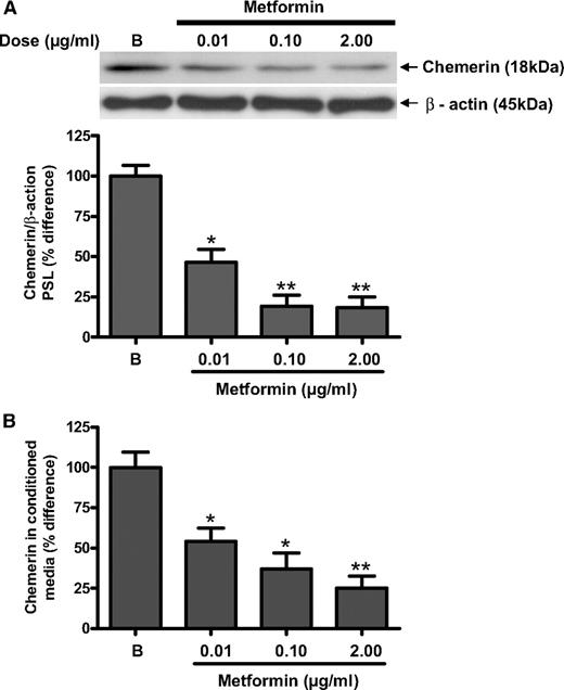 FIG. 4. A: Dose-dependent effects of metformin (0.01, 0.1, and 2.00 μg/ml) in the presence of 5 mmol/l d-glucose on chemerin net protein production in control human omental adipose tissue explants at 24 h were assessed by Western blotting. Western blot analysis of protein extracts from omental adipose tissue demonstrate that the antibody against chemerin and the antibody against β-actin recognized bands with apparent molecular weights of 18 kDa and 45 kDa, respectively (Fig. 4A, inserts). Densitometric analysis of chemerin immune complexes having normalized to β-actin, respectively, revealed that protein levels of chemerin were significantly decreased by metformin (0.01, 0.1, and 2.00 μg/ml) in control human omental adipose tissue explants. Data are expressed as percent difference of median of basal. Each experiment was carried out with six different samples from six different subjects in three replicates. Group comparison by Friedman's ANOVA and post hoc Dunn's test. *P < 0.05, **P < 0.01. B: Dose-dependent effects of insulin (0.01, 0.1, and 2.00 μg/ml) in the presence of 5 mmol/l d-glucose on chemerin secretion into conditioned media from control human omental adipose tissue after 24 h were measured by ELISA. Chemerin secretion was significantly decreased (by 0.01, 0.1, and 2.00 μg/ml) from control human omental adipose tissue explants. Data are expressed as percent difference of median of basal. Each experiment was carried out with six different samples from six different subjects in three replicates. Group comparison by Friedman's ANOVA and post hoc Dunn's test. *P < 0.05, **P < 0.01.