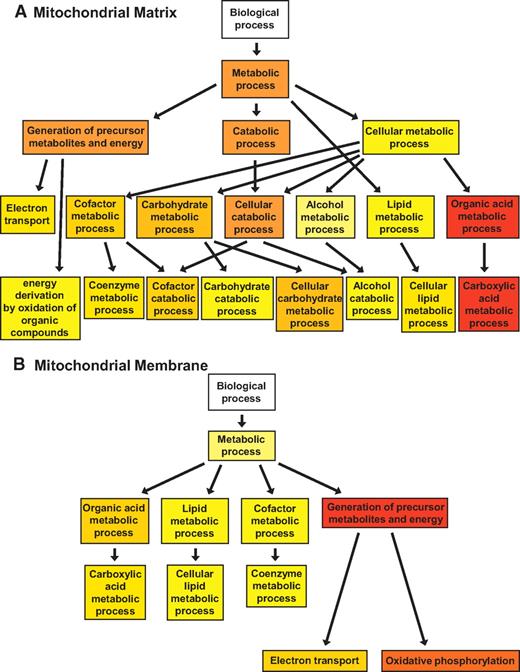 FIG. 1. GO enrichment analysis. Simplified hierarchical trees of selected GO terms (boxes) of the “biological process” category that are enriched to the greatest extent in matrix (A) or membrane (B) fractions of Akita mitochondria using pooled proteomic data from all tissues (complete GO enrichment analyses are presented in online appendix Tables S4 and S5). Significantly enriched GO terms (P < 0.05) are highlighted, and the degree of color saturation of each node positively correlates with the enrichment significance of the corresponding GO term (red = most significant enrichment).