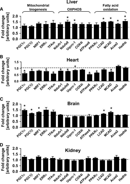 FIG. 2. Gene expression. Gene expression in liver (A), heart (B), brain (C), and kidney (D) tissue of 12-week-old wild-type and Akita mice normalized to 16S RNA transcript levels (n = 6–8). Values represent fold change in mRNA transcript levels relative to wild type, which was assigned as one (dashed line).