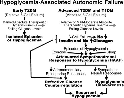 FIG. 1. Schematic representation of the components of hypoglycemia-associated autonomic failure in diabetes (1,2). TD1M, type 1 diabetes; T2DM, type 2 diabetes.