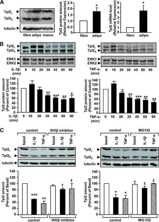 FIG. 2. Tpl2 is expressed and activated by IL-1β and TNF-α in 3T3-L1 adipocytes. A: Proteins from cell lysates were prepared from 3T3-L1 confluent fibroblasts (fibro), 3T3-L1 differentiated adipocytes (adipo), and RAW264.7 macrophages (macro). Lysates were subjected to Western blotting with an antibody against Tpl2. A representative immunoblot and a quantification of three independent experiments are shown. Total mRNA were prepared from 3T3-L1 confluent fibroblasts (fibro, □) and 3T3-L1 differentiated adipocytes (adipo, ■), and the relative amount of Tpl2 mRNA was determined by real-time PCR. Tpl2 mRNA expression was normalized using mouse RPLP0 RNA level. Results are expressed in arbitrary units, with the control value taken as 1, and are the means ± SE of four independent experiments. B: 3T3-L1 adipocytes were stimulated for the indicated times with IL-1β or with TNF-α (20 ng/ml). Tpl2 protein expression was detected using a specific antibody. Representative immunoblots and a quantification of five independent experiments are shown. Data are expressed as a percentage of Tpl2 protein amount in untreated cells and presented as the means ± SE. *P < 0.05; **P < 0.01; ***P < 0.001 vs. untreated cells. C: 3T3-L1 adipocytes were treated or not with an IKKβ inhibitor (5 μmol/l) for 1 h (left panel) or with MG132, a proteasome inhibitor (10 μmol/l), for 5 h (right panel) and then stimulated without (□) or with (■) 20 ng/ml of IL-1β or TNF-α () for 90 min. Tpl2 protein expression was determined using a specific antibody. Representative immunoblots and the quantification of three independent experiments are shown. Data are expressed as a percentage of Tpl2 protein amount in untreated cells and presented as the means ± SE. *P < 0.05 and **P < 0.01 vs. untreated cells, effect of IKKβ or proteasome inhibitors significant with †P < 0.01 or with ‡P < 0.05.