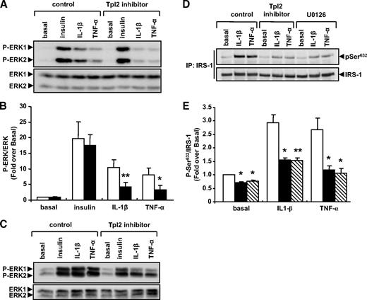 FIG. 3. Pharmacological inhibition of Tpl2 decreases ERK1/2 phosphorylation and IRS-1 serine phosphorylation in response to IL-1β and TNF-α in adipocytes. A and B: 3T3-L1 adipocytes were treated without (□) or with (■) a Tpl2 inhibitor (30 μmol/l) for 1 h and then stimulated or not with IL-1β or TNF-α (20 ng/ml) for 20 min or insulin (100 nmol/l) for 10 min. Lysates were subjected to Western blotting with antibodies against phosphorylated or total ERK1/2. Representative immunoblots and quantification of five independent experiments are shown. Data are expressed as fold of ERK1/2 phosphorylation over basal in control cells and presented as the means ± SE. *P < 0.01 and **P < 0.001 vs. stimulus effect in control cells. C: Human adipocytes were treated or not with a Tpl2 inhibitor (20 μmol/l) for 30 min and then stimulated or not with IL-1β, TNF-α, or insulin as described in A. ERK1/2 phosphorylation and ERK1/2 total protein amount were analyzed as described above. Representative immunoblots of three independent experiments are shown. D and E: 3T3-L1 adipocytes were treated without (□) or with (■) a Tpl2 inhibitor (30 μmol/l), or with a MEK inhibitor U0126 (10 μmol/l, ) for 1 h and then stimulated or not with IL-1β or TNF-α (20 ng/ml) for 20 min. Proteins were immunoprecipited (IP) with anti–IRS-1 antibody, resolved by SDS-PAGE, and immunoblotted with a phosphospecific antibody against serine 632 (αpSer632). The membrane was stripped and probed using anti–IRS-1 antibody. Representative immunoblots and quantification of three independent experiments are shown. Results were normalized for the amount of IRS-1 present in the immunoprecipitation and are the means ± SE. *P < 0.05 and **P < 0.01 vs. stimulus effect in control cells.