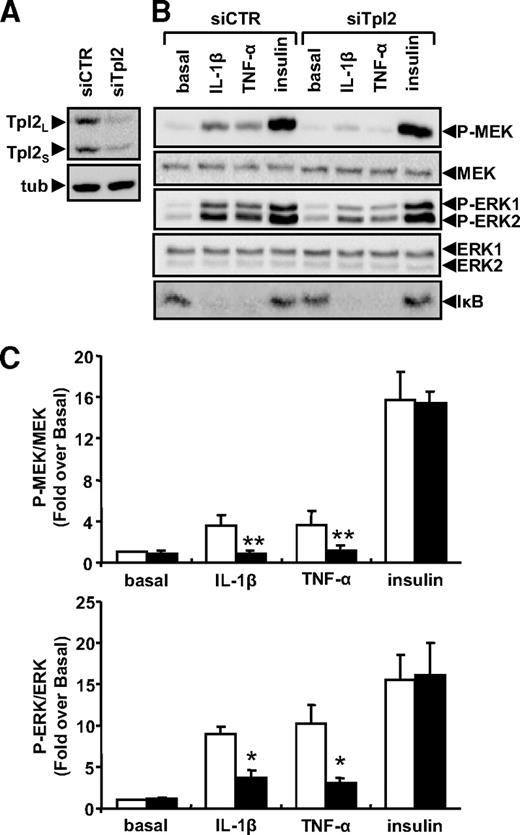 FIG. 4. siRNA-mediated silencing of Tpl2 decreases MEK and ERK1/2 phosphorylation in response to IL-1β and TNF-α in 3T3-L1 adipocytes. 3T3-L1 adipocytes were transfected with 100 pmol of control (□) or Tpl2 (■) siRNA by nucleofection using the Amaxa nucleofector, and 72 h after nucleofection, the cells were stimulated or not with IL-1β or TNF-α (20 ng/ml) for 20 min or insulin (100 nmol/l) for 10 min. Lysates were subjected to Western blotting with antibodies against phosphorylated MEK or ERK1/2 or antibodies against Tpl2, IκB, MEK, and ERK1/2 proteins. Representative immunoblots (A and B) and quantification of four independent experiments (C) are shown (tub: tubulin). Data are expressed as fold of MEK and ERK1/2 phosphorylation over basal in control siRNA nucleofected cells and presented as the means ± SE. *P < 0.05 and **P < 0.01 vs. stimulus effect in control siRNA nucleofected cells.