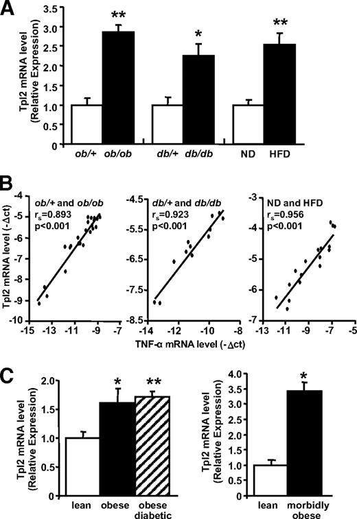 FIG. 6. Tpl2 mRNA expression is increased in adipose tissue of obese mice and subjects. A: Epididymal fat pads were isolated from ob/ob, db/db, and high-fat diet (HFD) mice (n = 10, 6, and 8, respectively; ■) and their lean control littermates (ob/+ n = 10, db/+ n = 6, and normal diet [ND] n = 8; □). Total RNAs were extracted and the relative amount of Tpl2 mRNA was determined by real-time PCR. Tpl2 mRNA expression was normalized using mouse RPLP0 RNA level. Results are expressed in arbitrary units with the control value (ob/+, db/+, or ND) taken as 1 and are the means ± SE of the number of mice in each group. *P < 0.05 and **P < 0.001 vs. lean control mice. B: Correlations between Tpl2 and TNF-α mRNA expression levels (−ΔCt) in ob/ob, db/db, and HFD mice and their lean control littermates were analyzed using Spearman's rank correlation test. C: Biopsies of abdominal adipose tissue were obtained from obese subjects without or with diabetes (n = 11 per group) and lean subjects (n = 11) or morbidly obese subjects (n = 6) and lean subjects (n = 4). Total RNAs were extracted and the relative amount of Tpl2 mRNA was determined by real-time PCR. Tpl2 mRNA expression was normalized using human RPLP0 RNA level. Results are expressed in arbitrary units with the control value (lean subjects) taken as 1 and are the means ± SE of the number of subjects in each group. *P < 0.05; **P < 0.001 vs. lean control subjects.