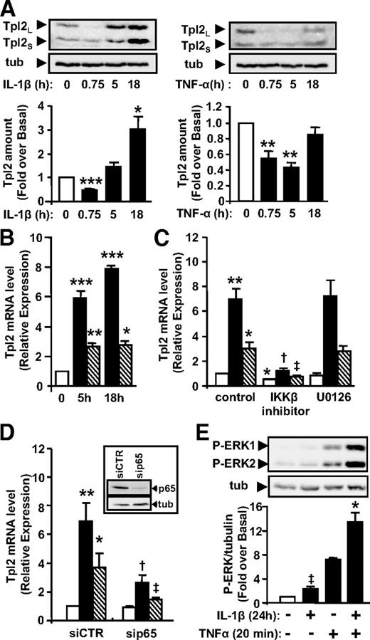 FIG. 7. Tpl2 expression is increased by long-term IL-1β and TNF-α via an IKKβ/NF-κB pathway in 3T3-L1 adipocytes. A: 3T3-L1 adipocytes were stimulated for the indicated times with IL-1β or with TNF-α (20 ng/ml). Tpl2 protein expression was determined using a specific antibody. Representative immunoblots and quantification of three independent experiments are shown. Data are expressed as percentage of Tpl2 protein amount in untreated cells and presented as the means ± SE. B: 3T3-L1 adipocytes were stimulated for 0, 5, and 18 h with 20 ng/ml of IL-1β (■) or TNF-α (). Total RNAs were extracted and the relative amount of Tpl2 mRNA was determined by real-time PCR. Tpl2 mRNA expression was normalized using mouse RPLP0 RNA level. Results are expressed in arbitrary units with the control value taken as 1 and are the means ± SE of three independent experiments. C: 3T3-L1 adipocytes were pretreated or not with an IKKβ inhibitor (5 μmol/l) or with an MEK inhibitor U0126 (10 μmol/l) for 1 h and then treated without (□) or with (■) 20 ng/ml of IL-1β or TNF-α () for 18 h. mRNA expression was determined and expressed as described in B and is the means ± SE of three independent experiments. D: 3T3-L1 adipocytes were transfected with control siRNA or p65/NFκB siRNA by electroporation using the Amaxa nucleofector and 72 h after electroporation, the cells were stimulated or not with IL-1β (■) or TNF-α () (20 ng/ml) for 18 h. Representative immunoblots of p65/NF-κB downregulation in three independent experiments is shown in the inset. mRNA expression was determined and expressed as described in B and is the means ± SE of three independent experiments. *P < 0.05; **P < 0.01; ***P < 0.001 vs. untreated cells; †P < 0.05 vs. 18 h of IL-1β; ‡P < 0.05 vs. 18 h of TNF-α. E: 3T3-L1 adipocytes were treated without or with IL-1β (20 ng/ml) for 24 h and then stimulated or not with TNF-α (20 ng/ml) for 20 min. Lysates were subjected to Western blotting with antibodies against phosphorylated forms of ERK1/2 and tubulin. Representative immunoblots and quantification of four independent experiments are shown. Data are expressed as fold of ERK1/2 phosphorylation over basal and are the means ± SE. ‡P < 0.05 vs. untreated cells; *P < 0.05 vs. cells treated with TNF-α.