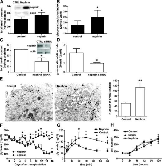 FIG. 3. Nephrin affects insulin content and glucose responsiveness in MIN6 cells. Nephrin overexpression resulted in increased total insulin content (A) and glucose response in static incubation experiments (B, graphic representation with mean and SD of eight independent experiments). The effect of nephrin siRNA on total insulin content (C) and glucose response in static incubation experiments (D) are also shown. Representative blots showing nephrin protein level in transfected and siRNA-treated cells are shown (A and C). Nephrin overexpression resulted in increased number of secretory vesicles (as evaluated by vesicles count in 20 separate electromicrographs) when compared with empty vector–transfected cells (control) (E). F: Graphic representation of nonfasting glycemia evaluated daily in diabetic nude mice recipients of nephrin-overexpressing pseudoislets (n = 6) or control pseudoislets (n = 5). G: IPGTT profiles of recipients of nephrin-overexpressing or control pseudoislets performed 1 week after transplantation. H: Growth curves of monolayer of untransfected cells (control) when compared with empty vector or nephrin-transfected cells. *P < 0.05, **P < 0.01.